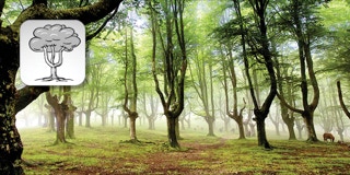 Nebeliger Wald mit Baumkronen und Schemazeichnung