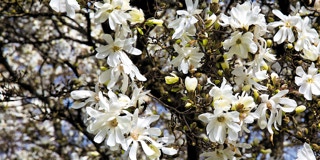 Blüten eines Baumes