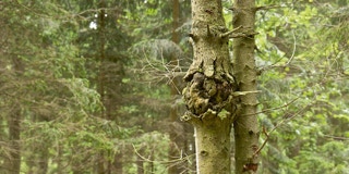Geschwulst am Stamm eines Baumes