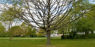 Baumkrone