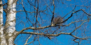 Hexenbesen am Ast eines Baumes